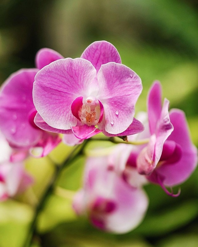 foto bunga anggrek via @orchidforestcikole_