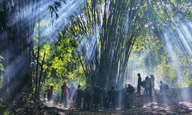wisata hutan bambu di malang via @boonpringandeman
