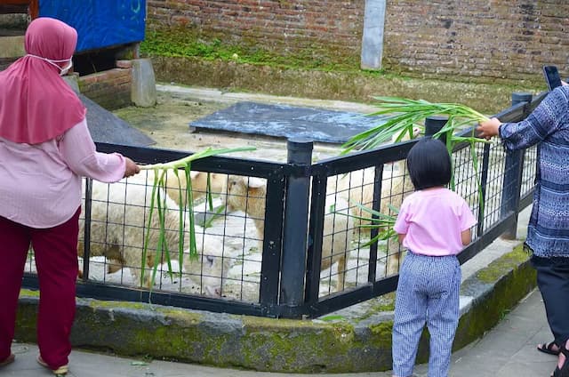 mini zoo via thevillagepurwokerto
