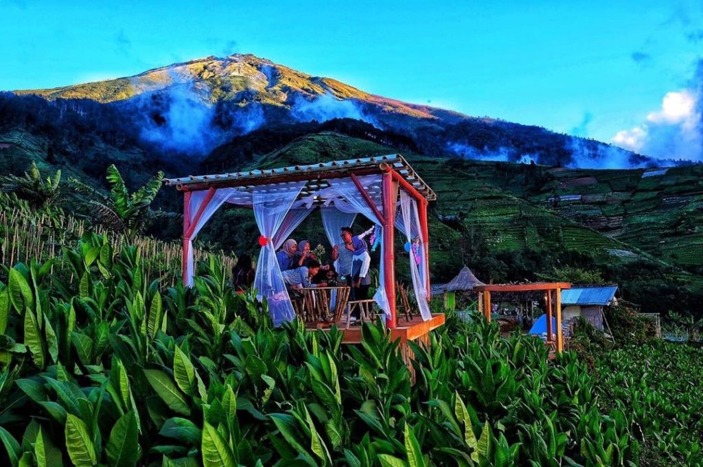 gazebo ditengah kebun tembakau