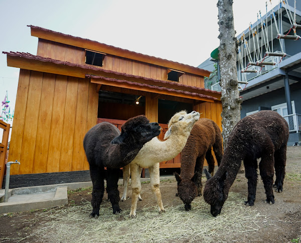 alpaca di suraloka interactive zoo
