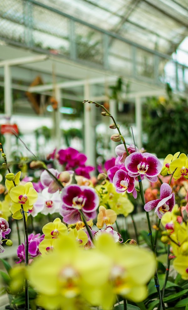 suraloka orchid