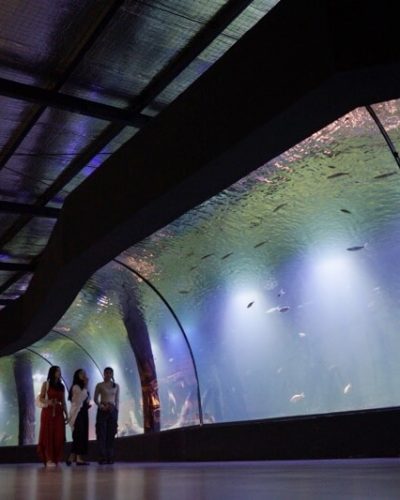 curve aquarium