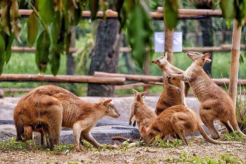 taman solo safari zoo