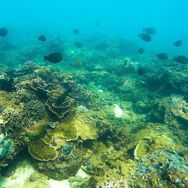 snorkeling dan melihat terumbu karang