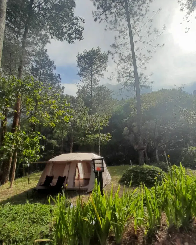 camping di pinea forest mangli