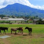 bali farm house bedugul