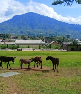 bali farm house bedugul