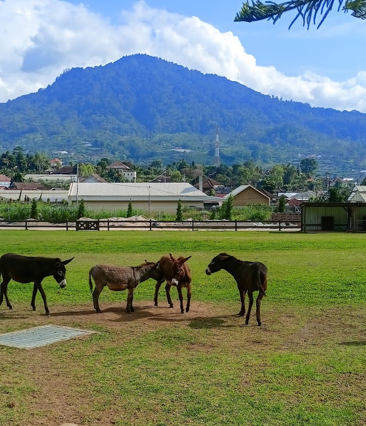 bali farm house bedugul