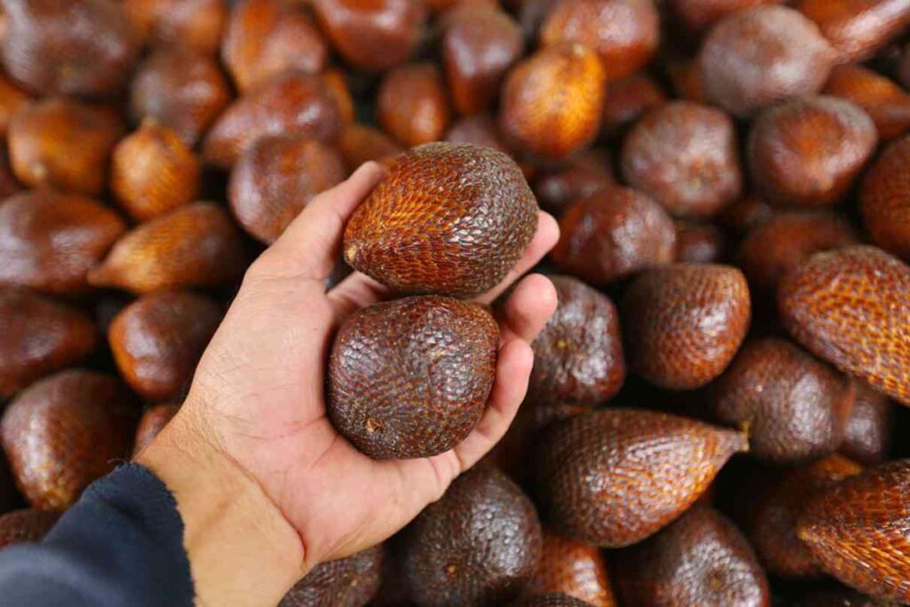 Salak Pondoh, Buah Antioksidan Tinggi Dari Kaki Gunung Merapi