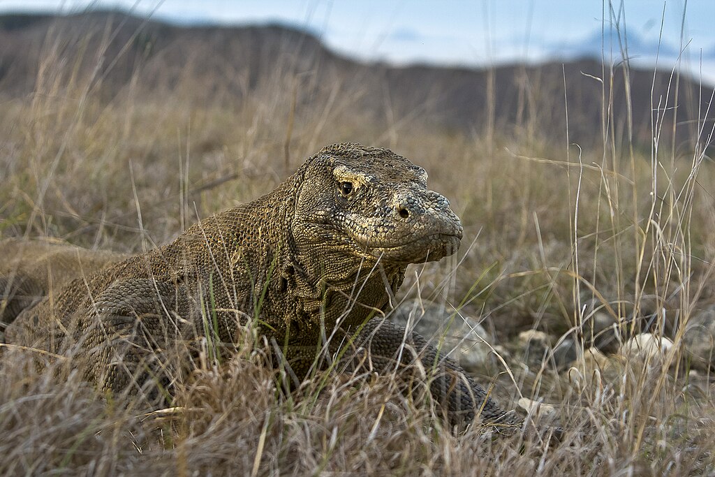  Taman Nasional Komodo, Bertemu Komodo sambil Menikmati Keindahan Alam